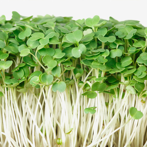 Emerald Gardens Mizuna Microgreens 1oz pack delivery in Denver, CO ...